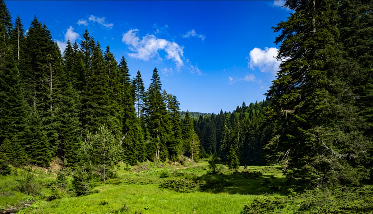 Gezen Yaylası: Ardıç'ın Komşusu, Saklı Bir Yayla Rotası